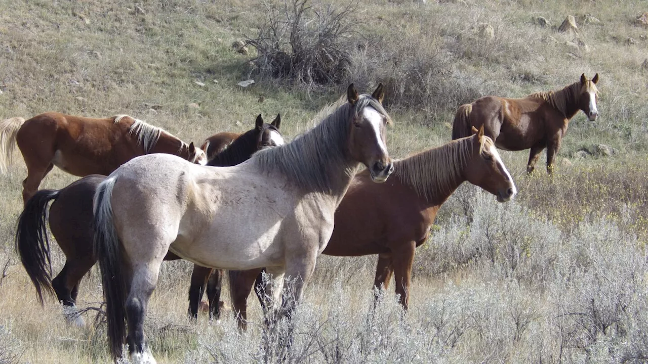 Wild horses to remain in North Dakota's Theodore Roosevelt National Park, lawmaker says