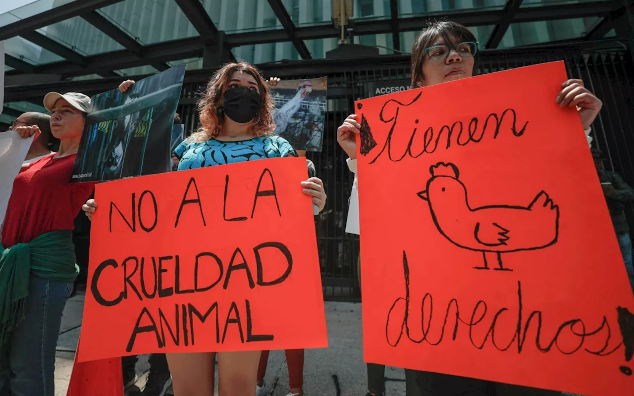 Activistas exigen sanción contra senador que promovió sacrificio de gallina en Senado