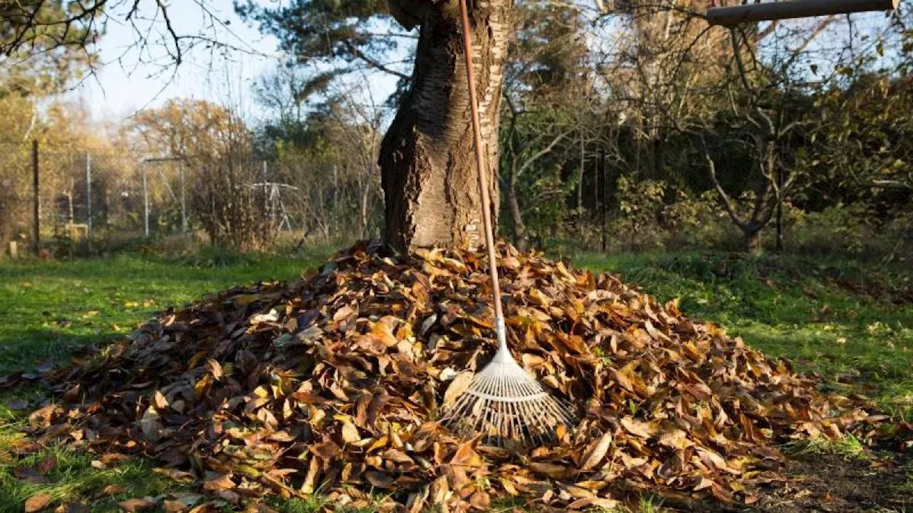 Wo verstecken sich Insekten im Winter?