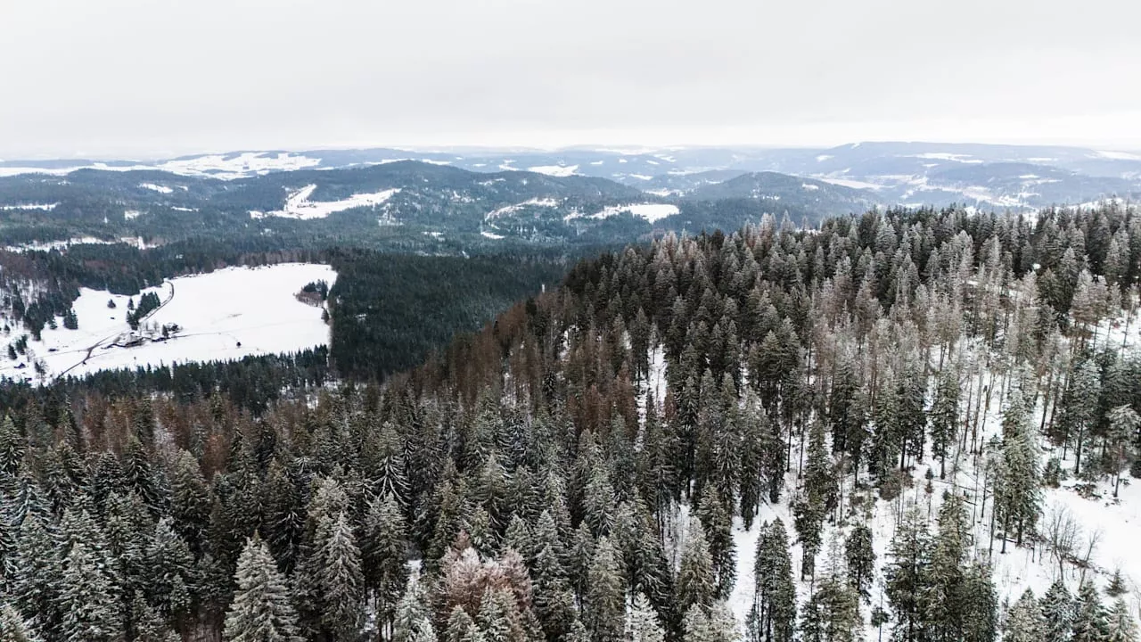 Weil's warm wird: Lawinen-Gefahr im Schwarzwald!