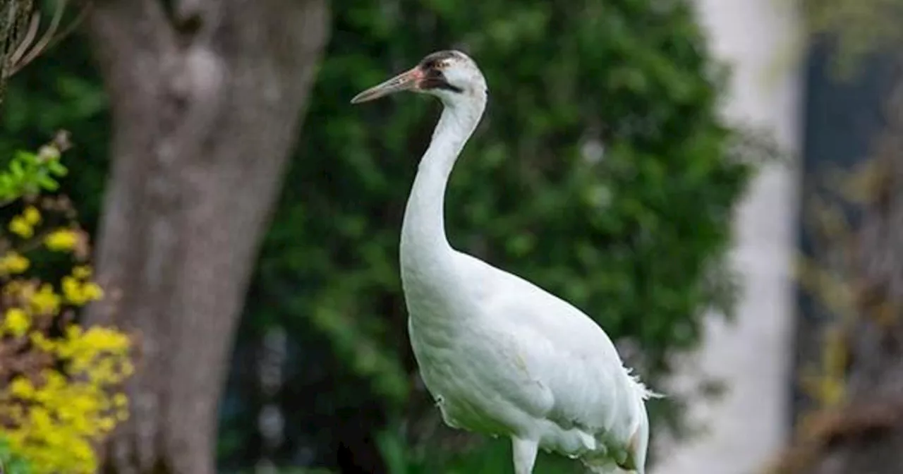 Endangered whooping crane rescued from residential neighborhood in Chicago suburbs