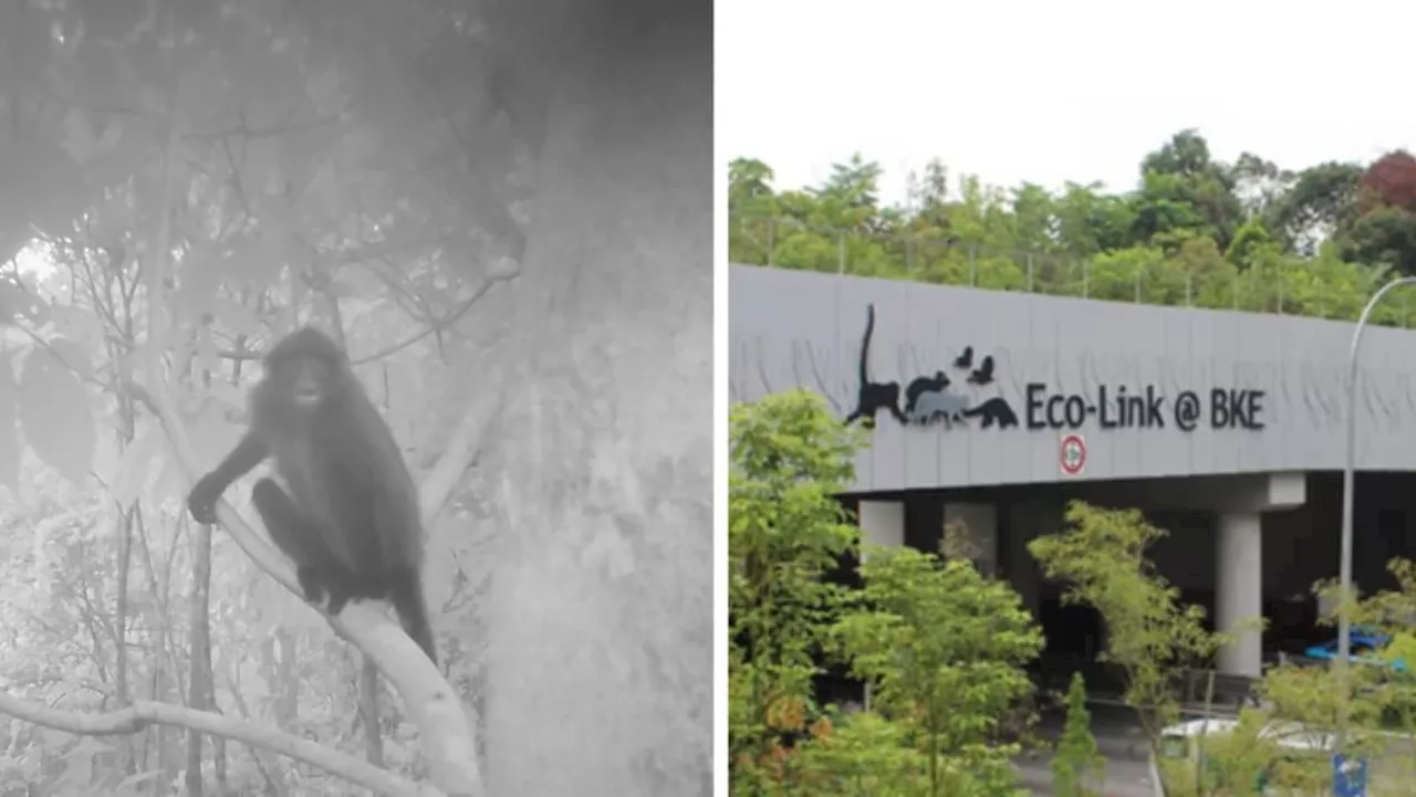 Critically endangered monkey spotted on Singapore eco bridge, suggesting species could be expanding habitat