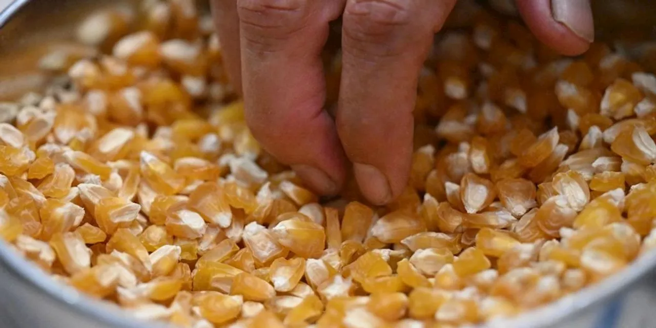 Expert Panel to Mexico GM Corn Tribunal: Respect the Science