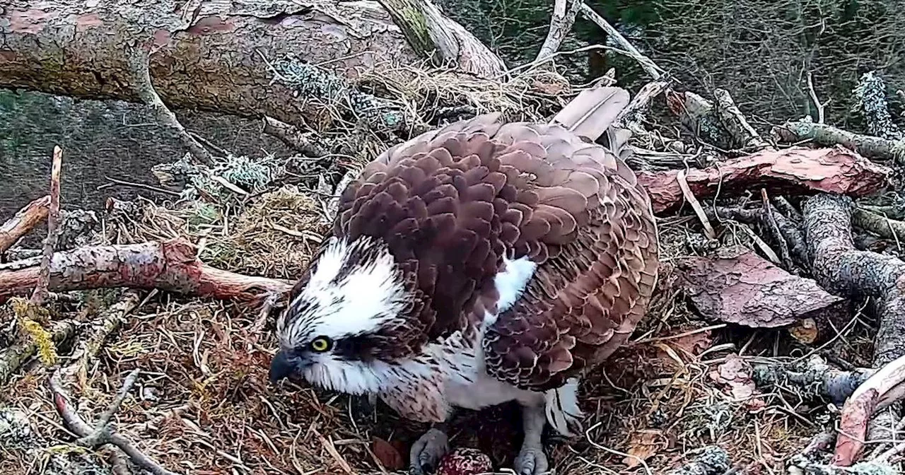 Osprey at Perthshire wildlife reserve lays her first egg of the season