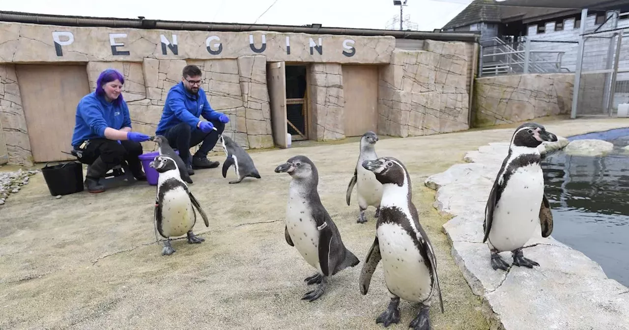 West Lothian zoo is in a flap over World Penguin Day