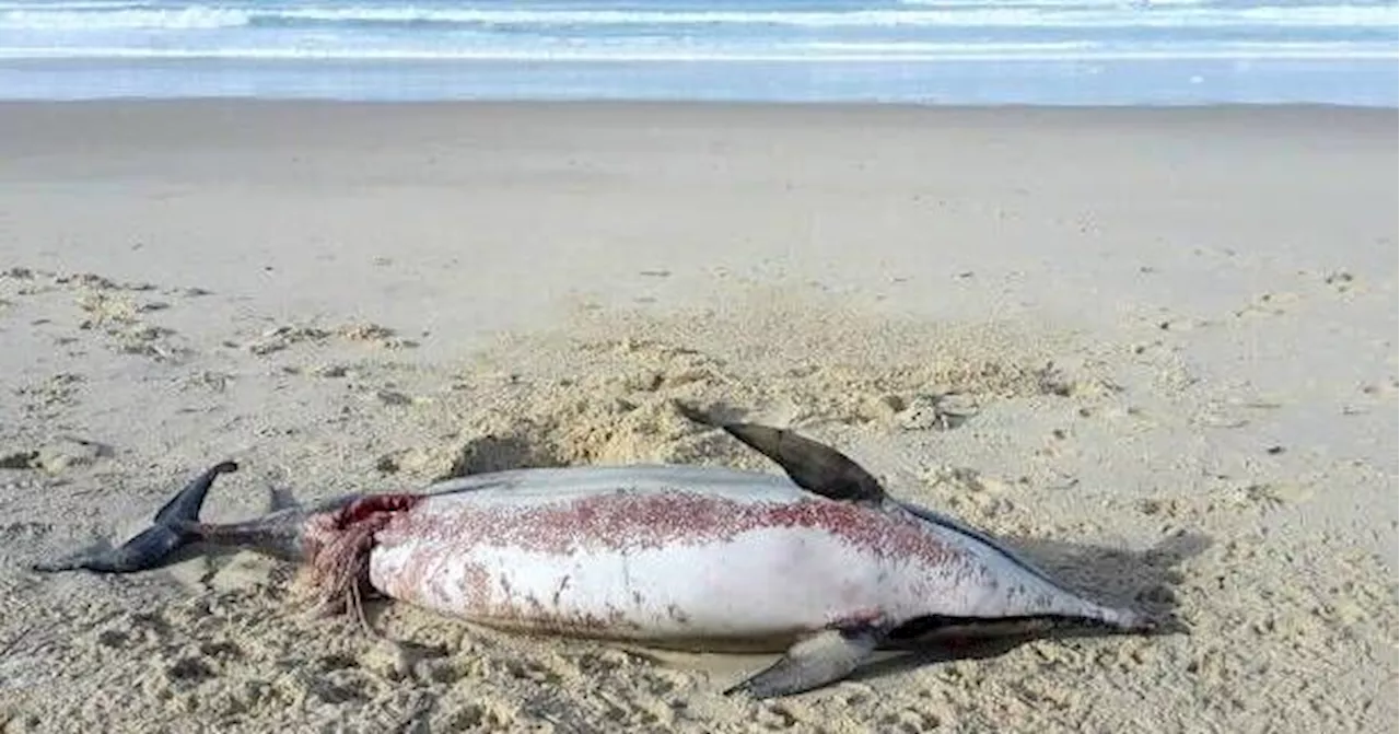 $20,000 Reward For Information On Dolphin Shot Dead In Louisiana