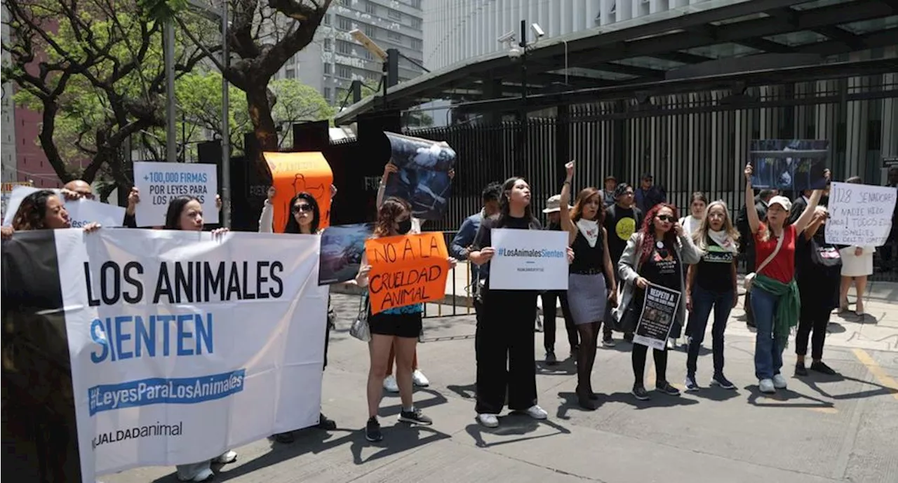 Activistas protestan contra maltrato animal afuera del Senado tras sacrificio de gallina en el recinto