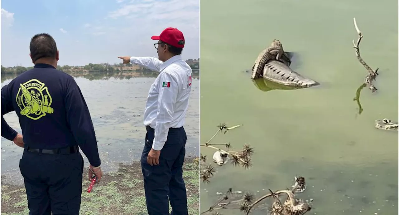 Habitantes de La Piedad reportan la presencia de un cocodrilo en La Laguna; Profepa busca resguardarlo