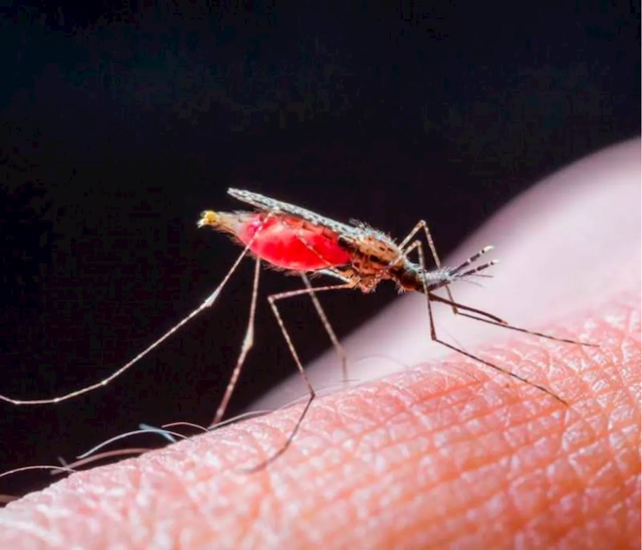 OMS pide acelerar la lucha global para eliminar la malaria antes de 2030