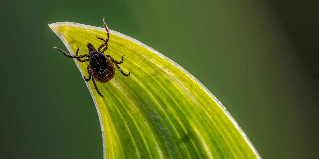 Gefährliche Tiere: Drei Pflanzen halten Zecken aus Ihrem Garten fern