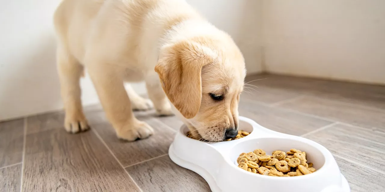 So viel Futter braucht Ihr Hund täglich - und so sparen Sie viel Geld