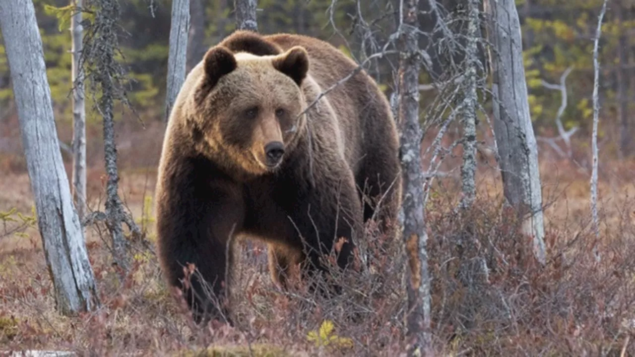 Grizzly bears will be actively restored to North Cascades