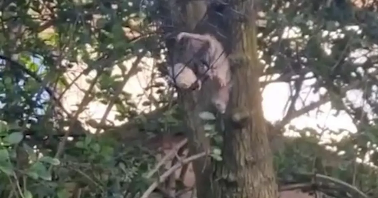 Glasgow resident removes giant rat from bird feeder as pest becomes trapped in garden