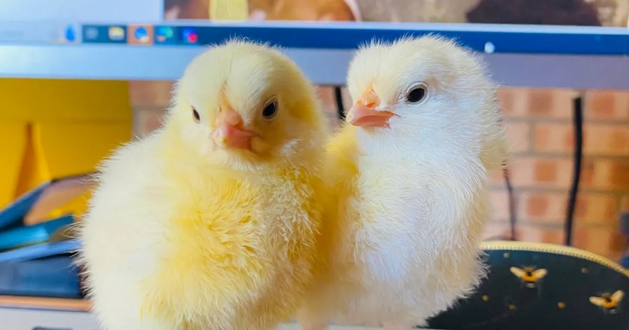 Lanarkshire museum staff give baby chicks hilarious names after they hatch behind office desk