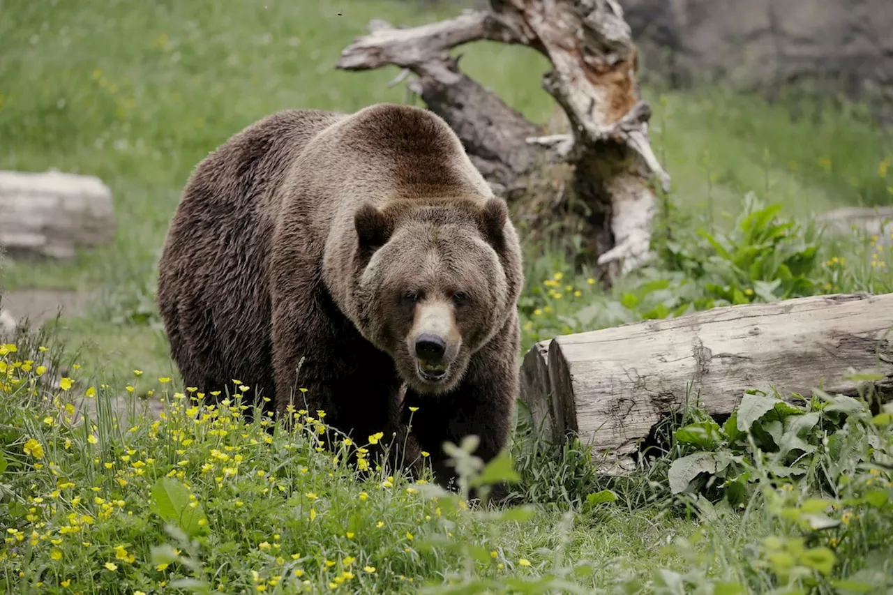 U.S. government plans to restore grizzly bears to the North Cascades region of Washington