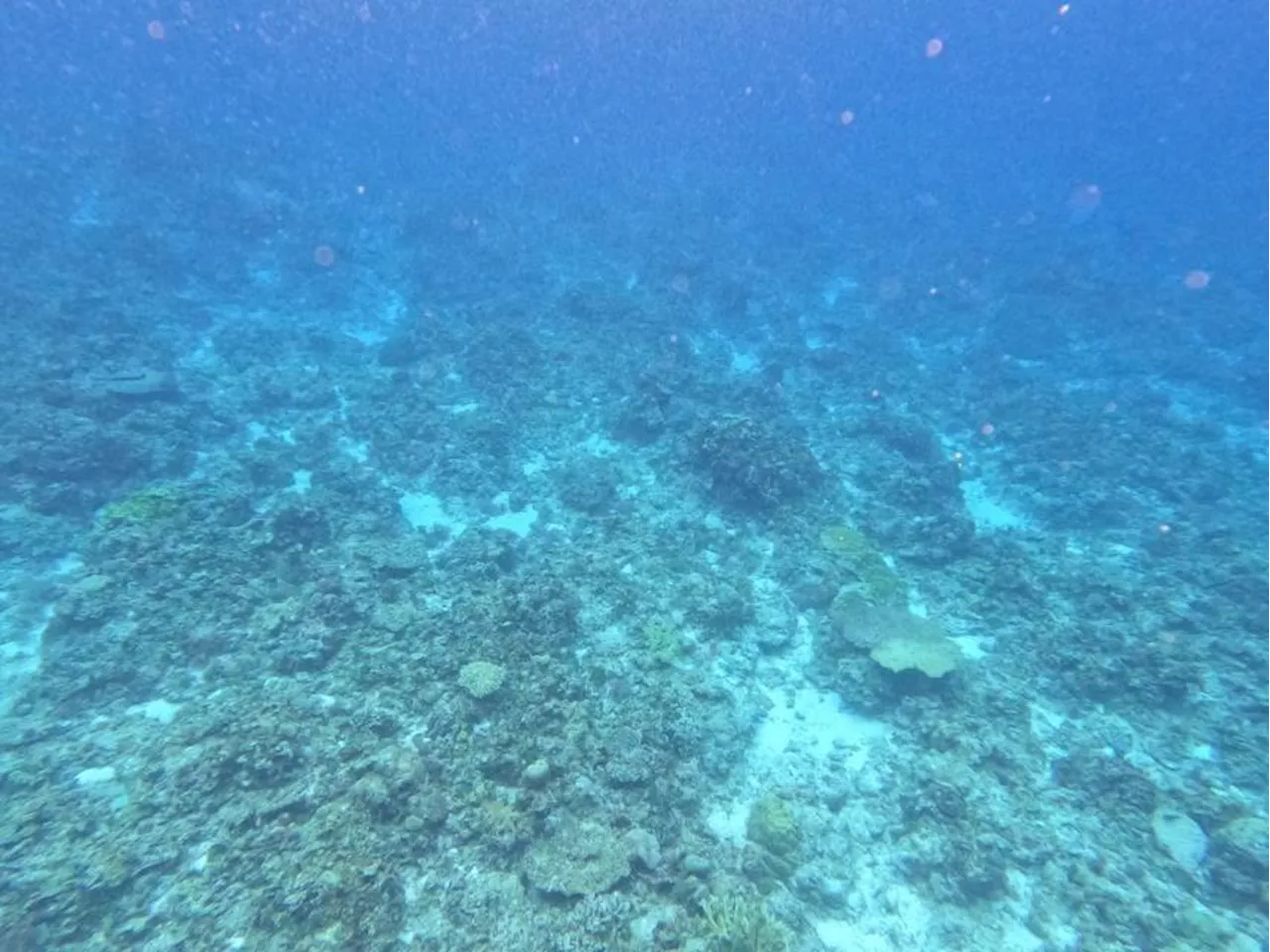 BFAR: Rozul Reef corals damaged, but marine biodiversity still in 'good condition'