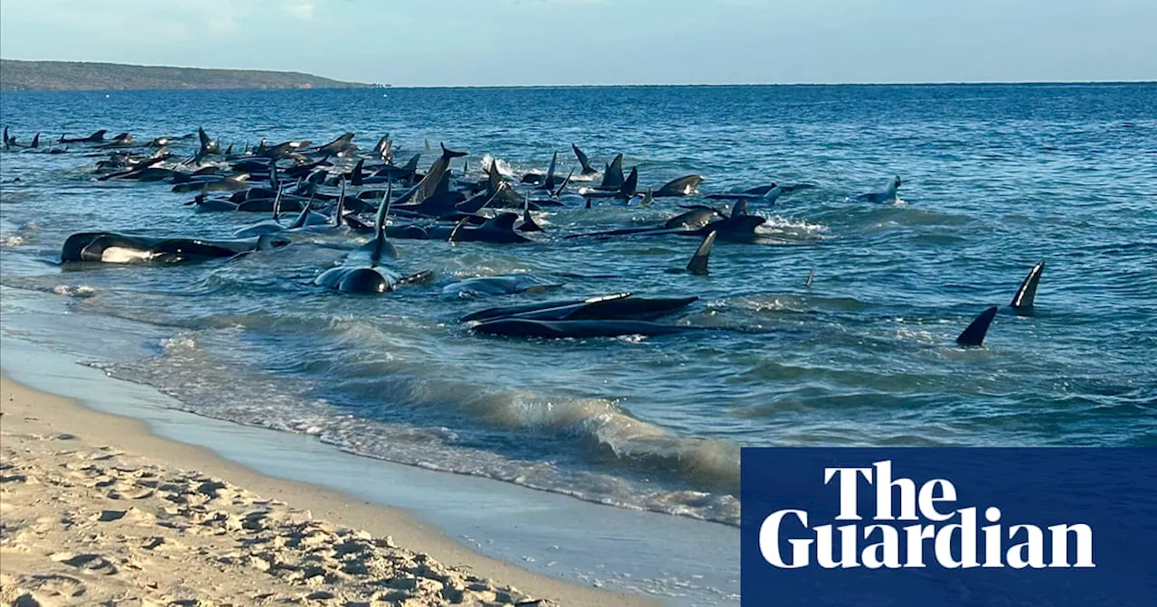 Mass pilot whale stranding on WA beach sparks rescue