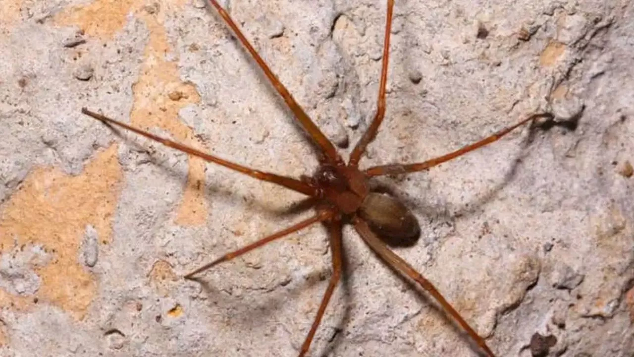 Cómo evitar que una araña violinista se instale en tu hogar, las especie nocturna más peligrosa en México