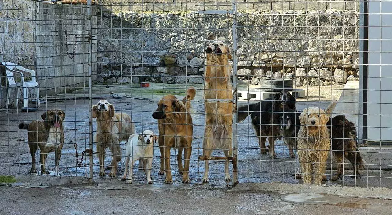 Cane smarrito? Niente obbligo di denuncia. E per la Cassazione il padrone che l'abbandona è salvo