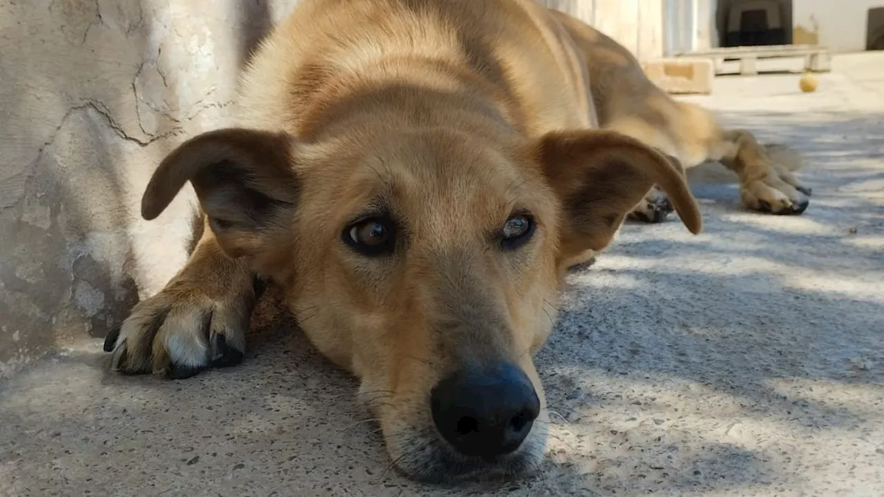 Buddy, el compañero inseparable de Dingo, busca también una familia