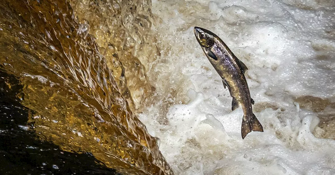 ‘Catastrophic decline’ in numbers of wild salmon returning to Ireland