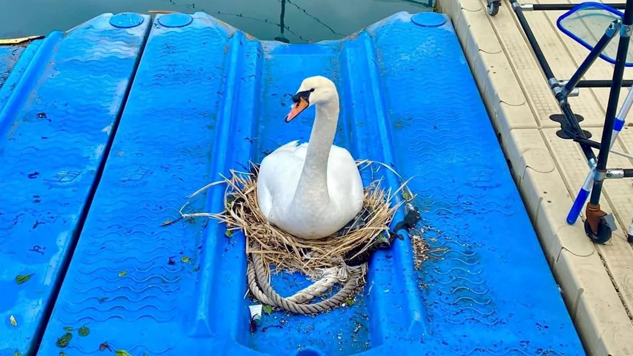 'Newest berth holder' Swan Jovi builds nest at Torquay Marina