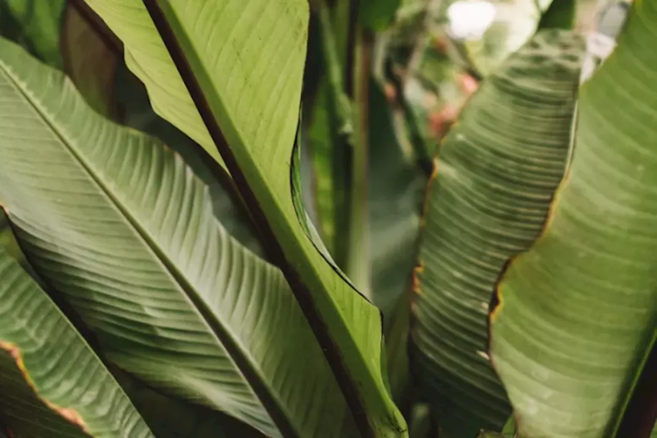 5 Manfaat Daun Pisang untuk Kesehatan yang Jarang Orang Ketahui