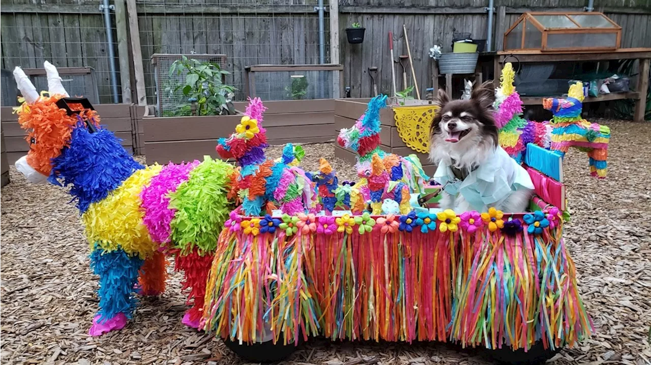  Cutest of all Fiesta parades showcasing dogs decked out in elaborate costumes