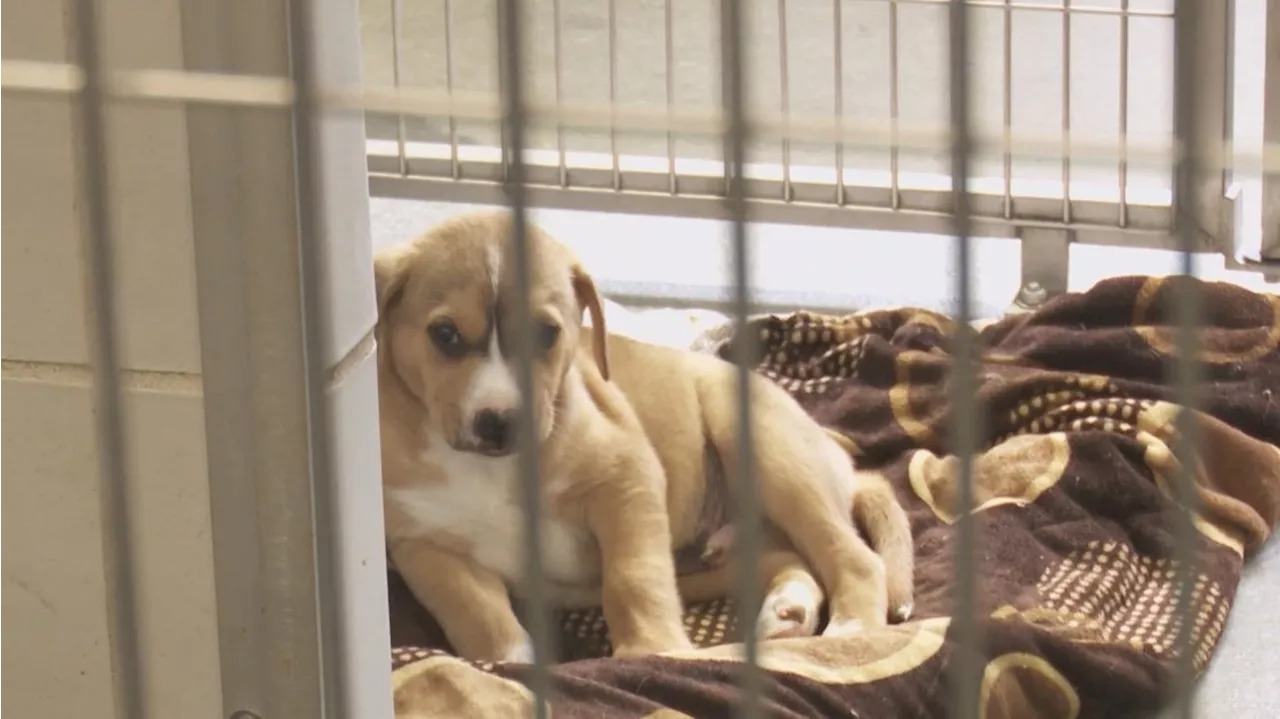 San Antonio Animal Care Services warn owners of parvovirus uptick in dogs