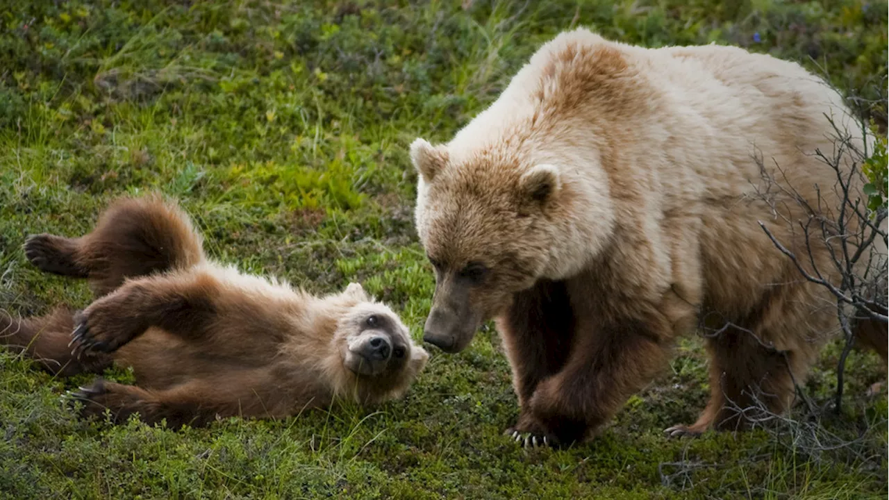 Feds to restore grizzly bears to North Cascades