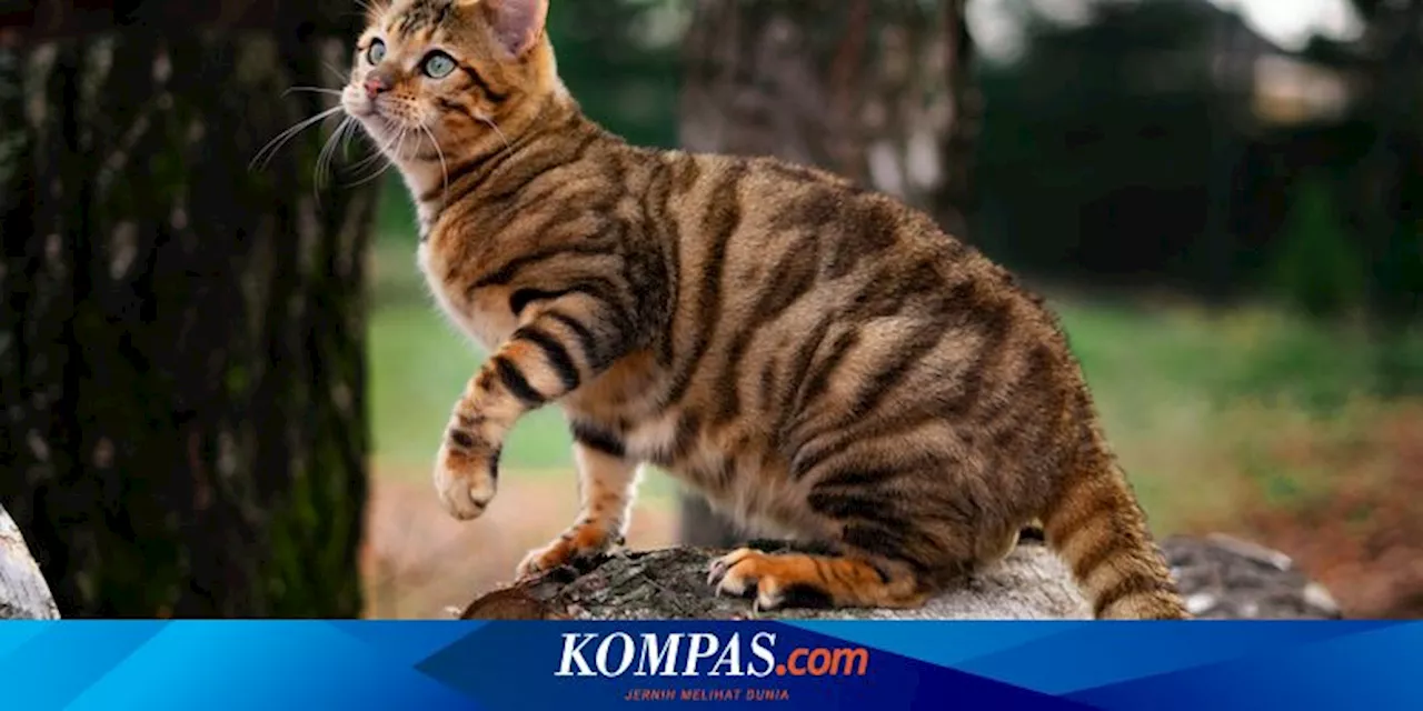 Kenapa Cakar Kucing Bisa Ditarik ke Dalam tapi Anjing Tidak?