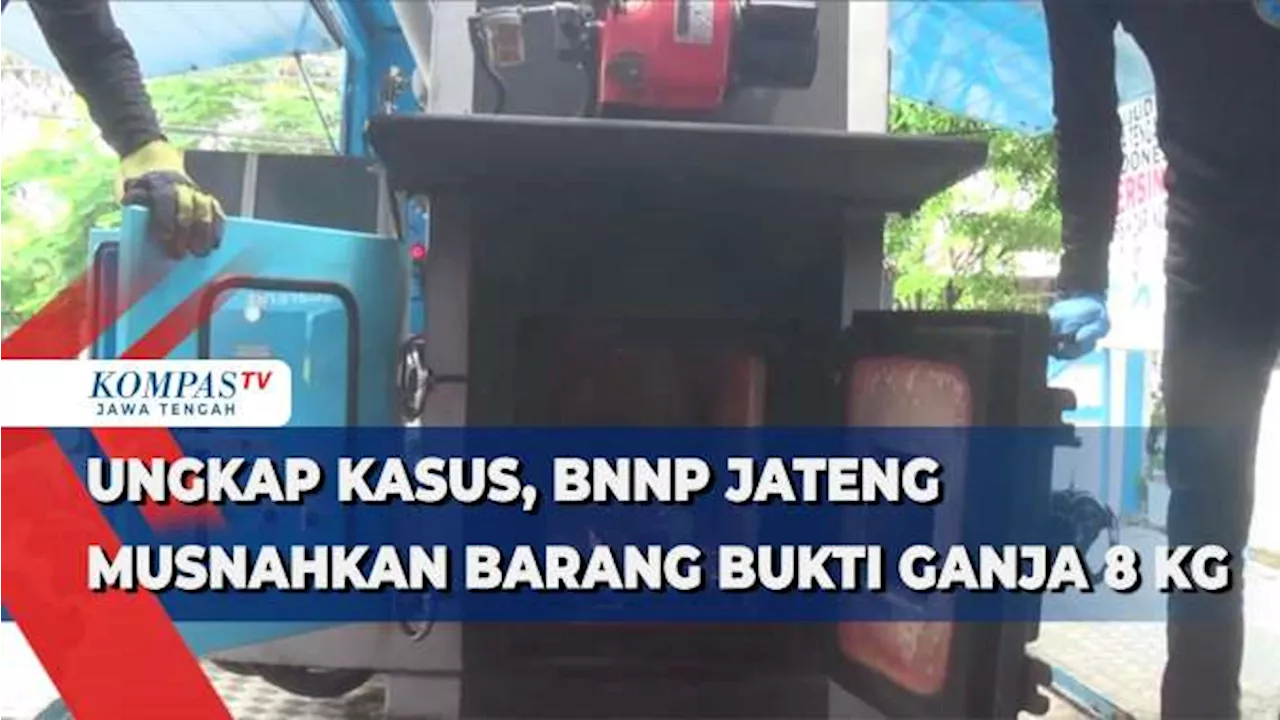 Ungkap Kasus, BNNP Jateng Musnahkan Barang Bukti Ganja 8 Kg