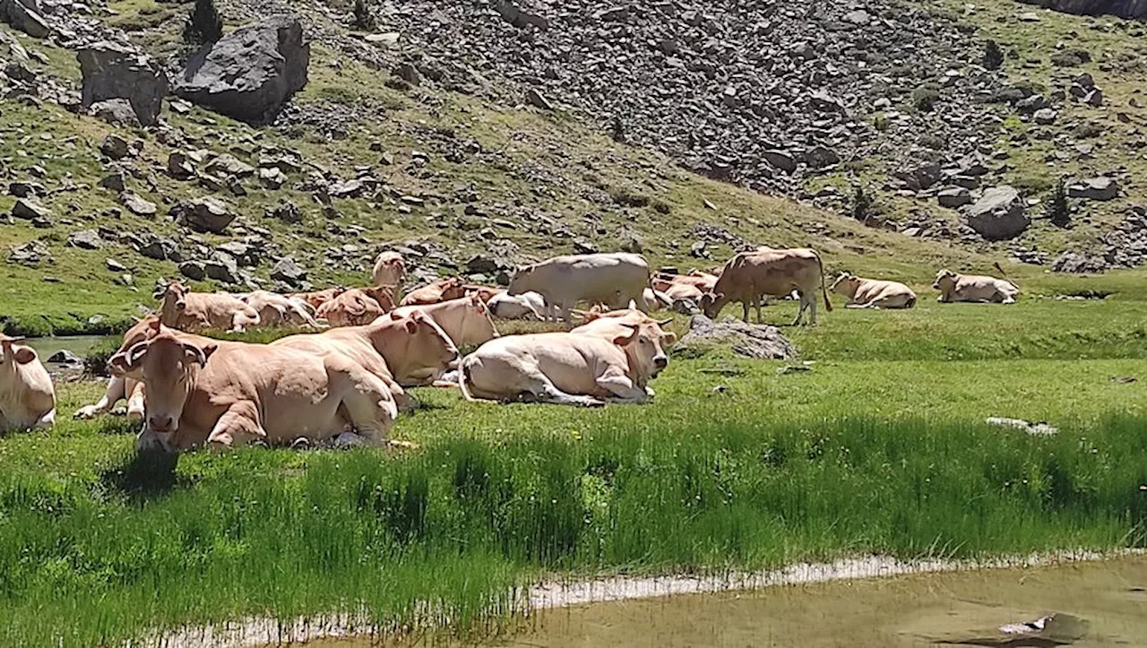 Le poids de la PAC dans les Hautes-Pyrénées : 68 M€ en 2023