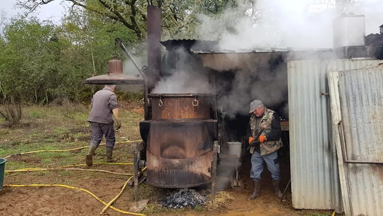 Saint-Projet : la fête du « biaïs » autour de la gnôle et de l’agneau du Quercy