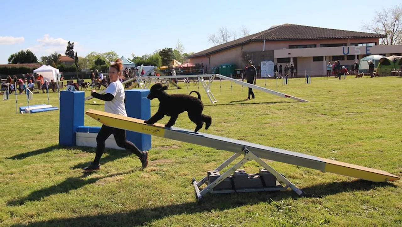 Escatalens : 200 chiens et leurs maîtres au concours d’agility