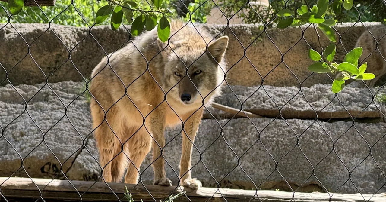 Animals Get Stressed During Eclipses. But Not For The Reason You Think