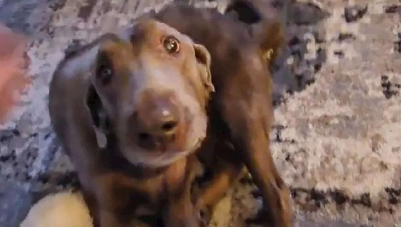 Cane paralizzato si rende conto che può di nuovo camminare: la reazione di Bo è commovente