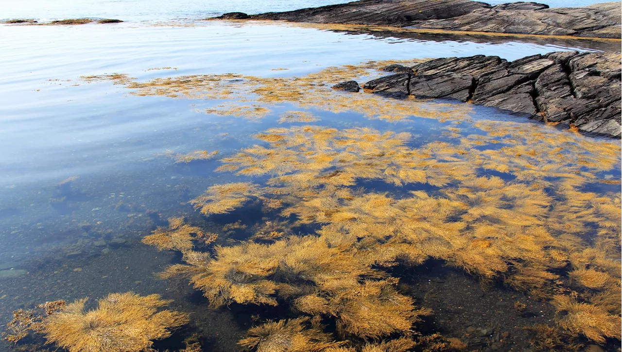 Sindrome metabolica, due alghe marine aiutano a ridurre peso e pressione