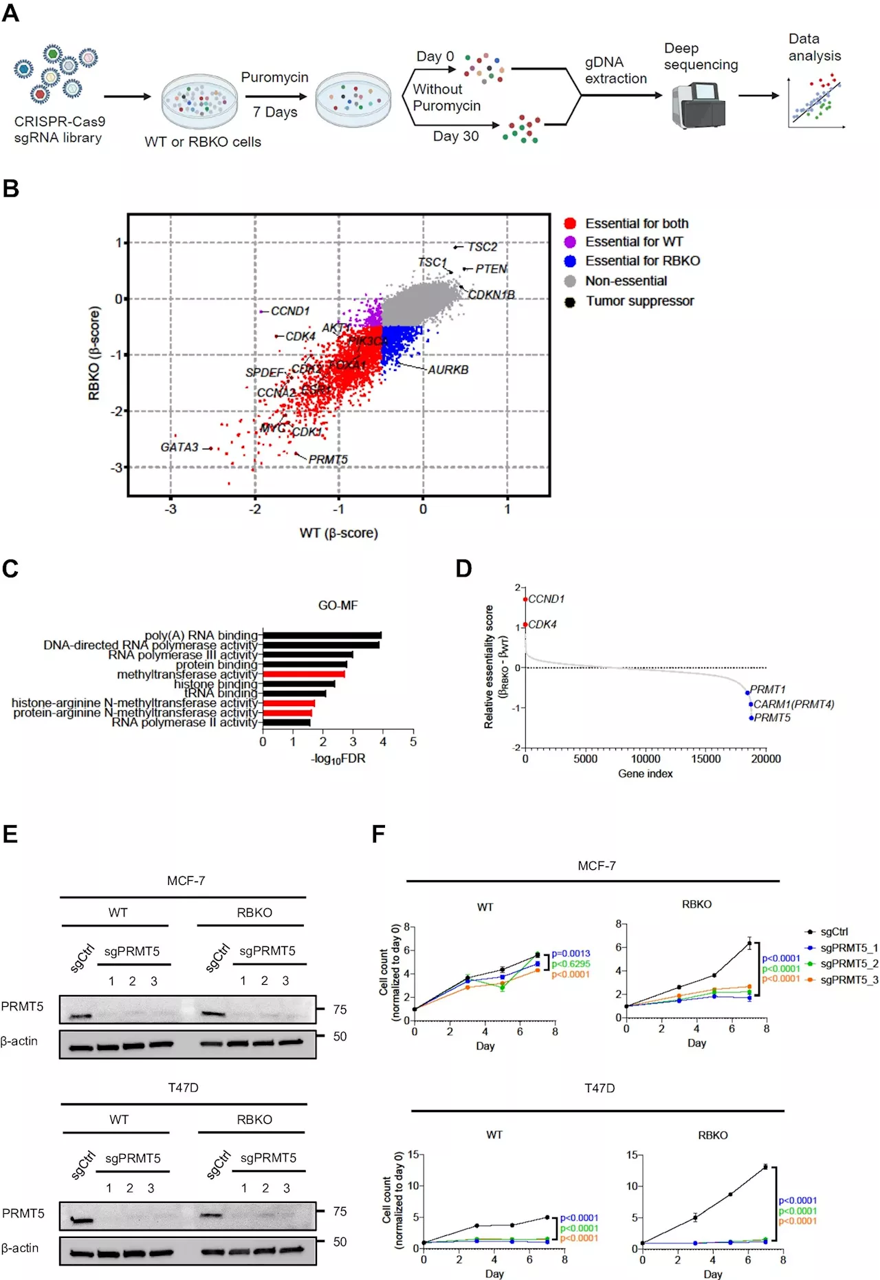 Blocking gene may halt growth of breast cancer cells