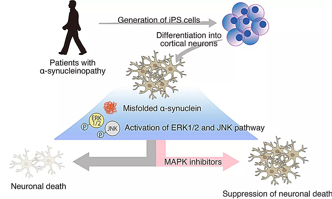 Differentiating cerebral cortical neurons to decipher molecular mechanisms of neurodegeneration