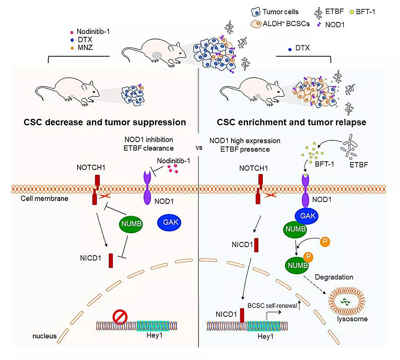 Microbiota B. fragilis-secreted BFT-1 promotes breast cancer cell stemness and chemoresistance: Study