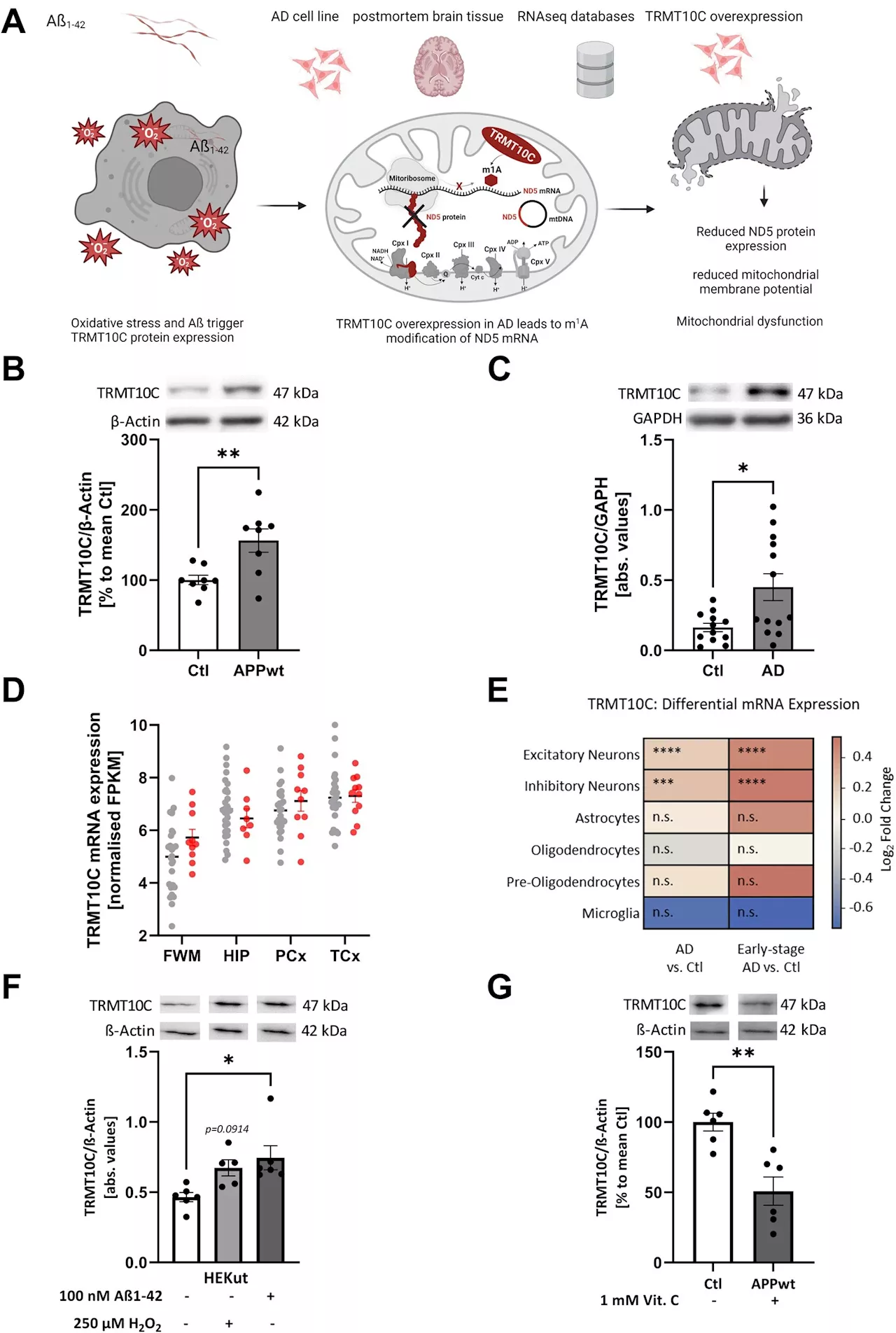 Study finds RNA modification is responsible for disruption of mitochondrial protein synthesis in Alzheimer's disease