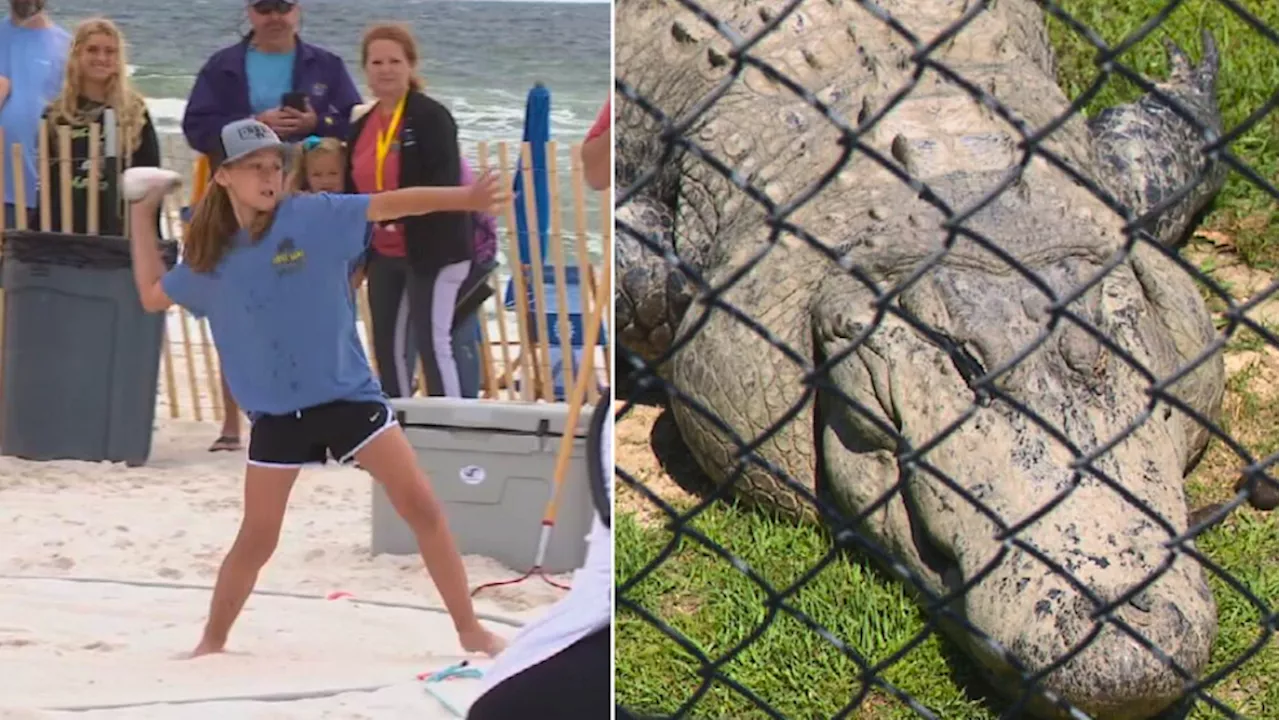 'There is no waste': Flora-Bama Lounge's Mullet Toss helps feed local alligator sanctuary