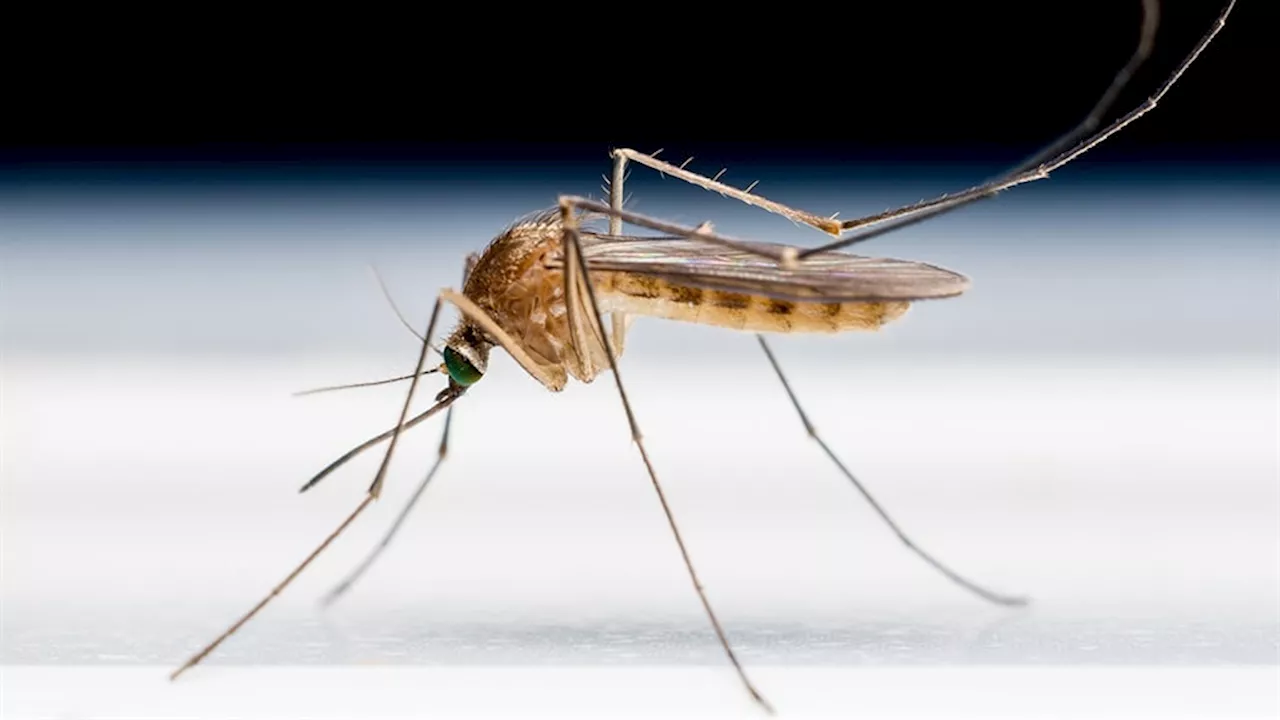 Benin, Liberia, and Sierra Leone also roll out malaria vaccine