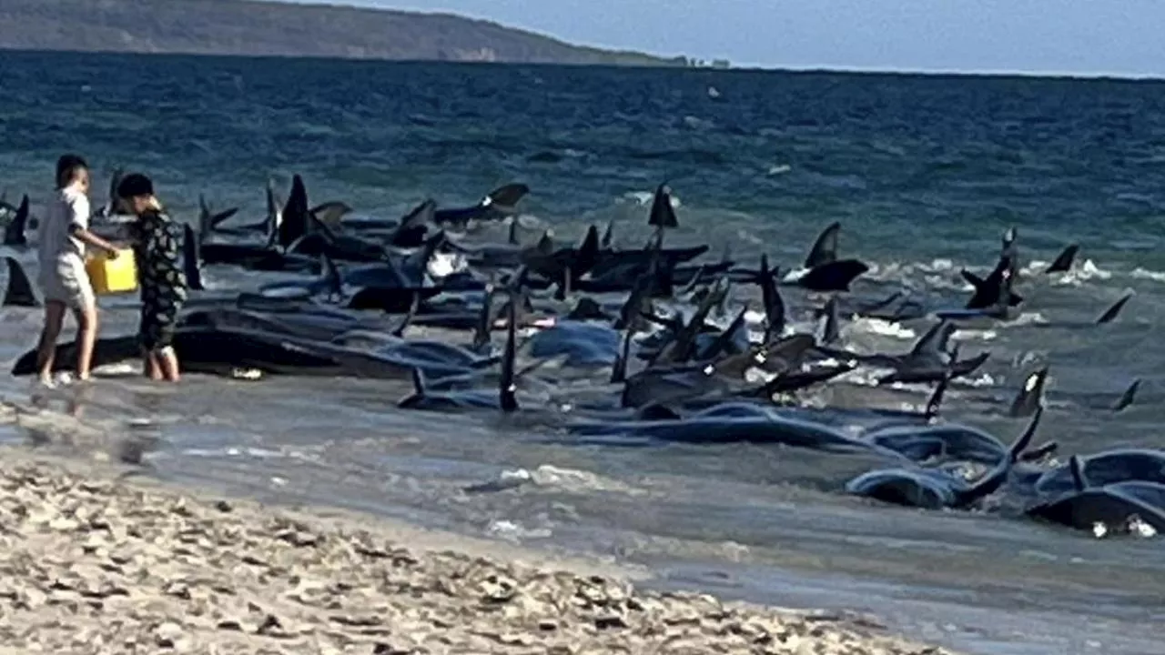 Mass whale stranding on popular beach