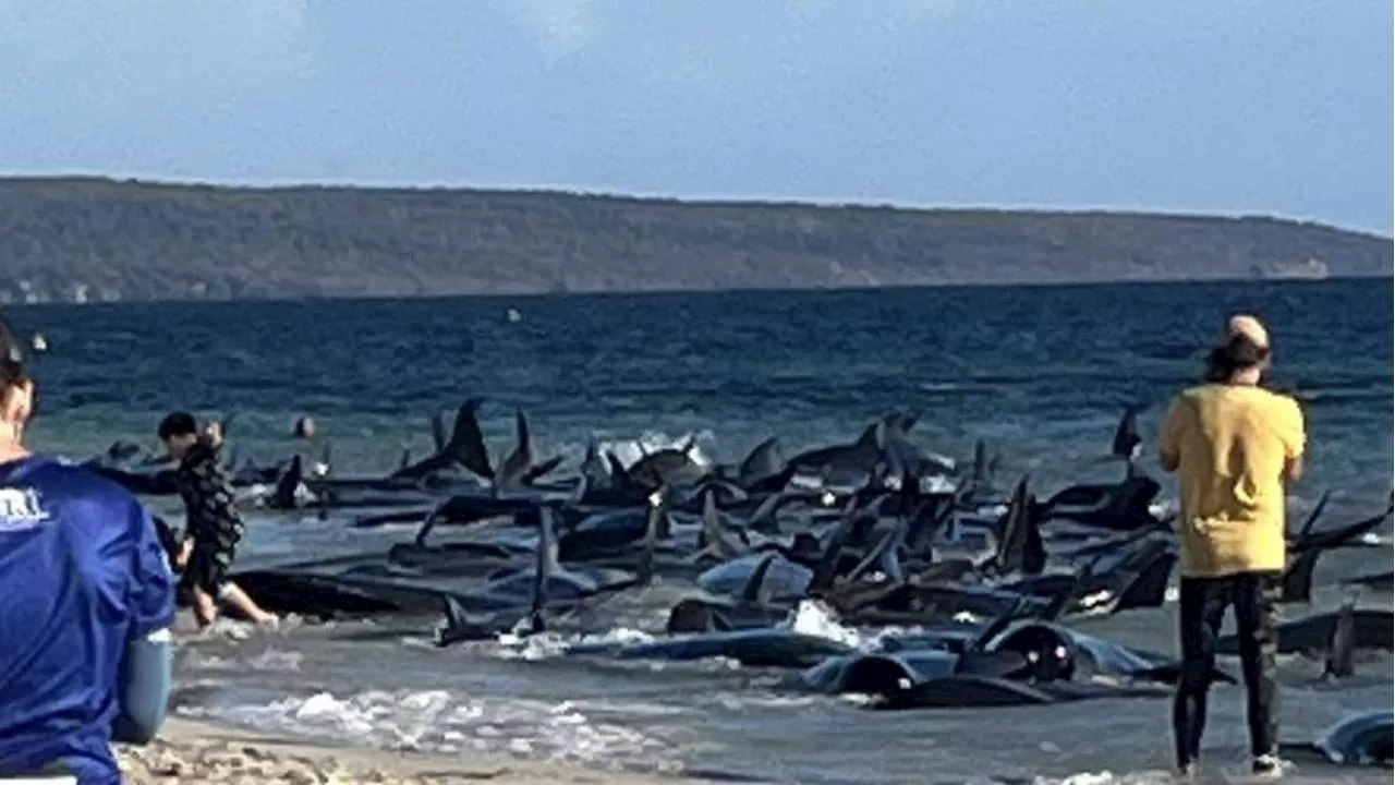 Mass whale stranding on popular beach