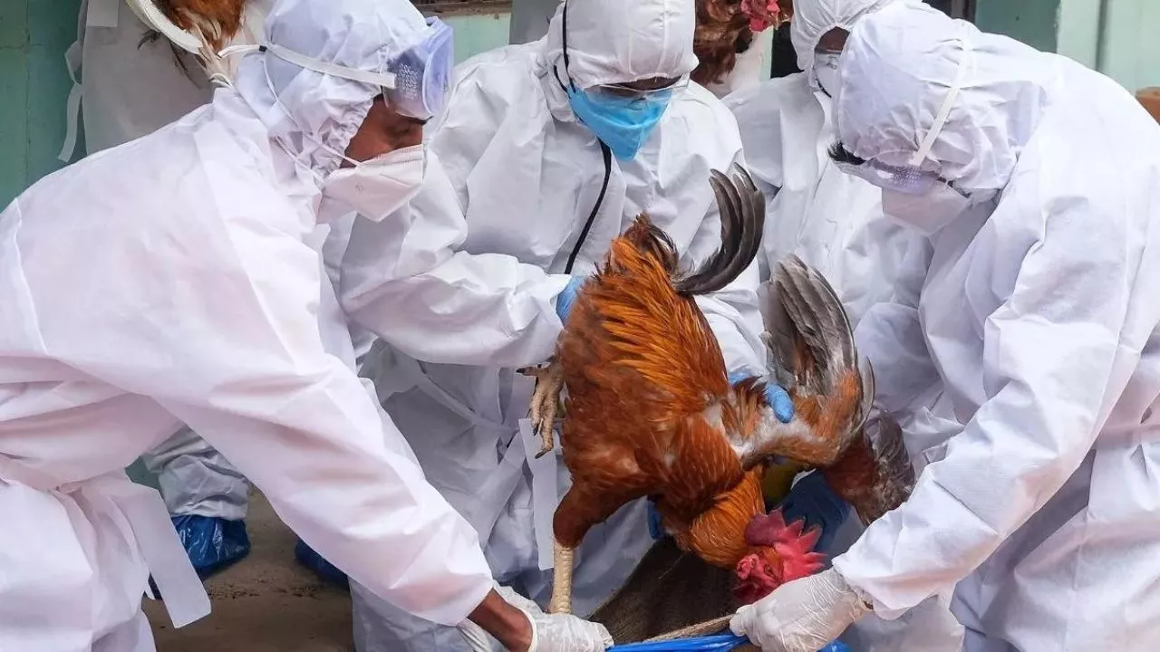 Jharkhand Avian flu: झारखंड में बर्ड फ्लू की पुष्टि के बाद अलर्ट जारी, इस इलाके में मुर्गियों की खरीद-बिक्री पर लगी रोक