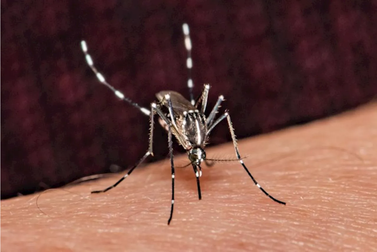 Expert waarschuwt voor forse toename van ziektes zoals dengue en malaria in Europa door klimaatverandering