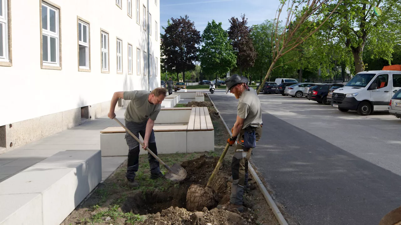 Neue Waldfläche im Wiener Neustädter Akademiepark