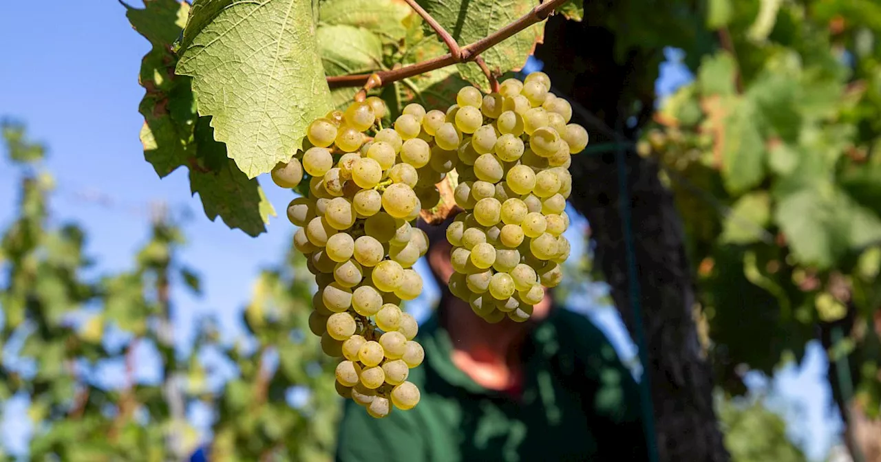 Wetterextreme führen zu schlechtester Weinernte seit 62 Jahren